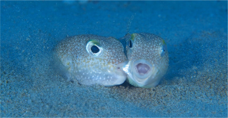 アマミホシゾラフグの写真