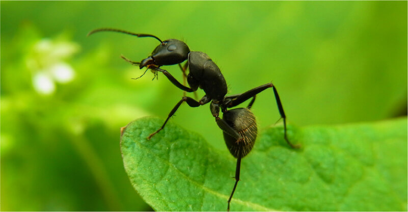 クロオオアリの写真