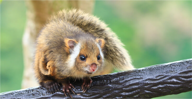 ムササビの写真