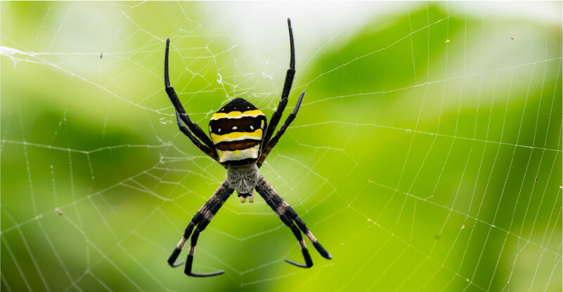 コガネグモの写真