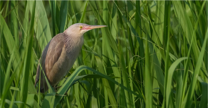 ヨシゴイの写真