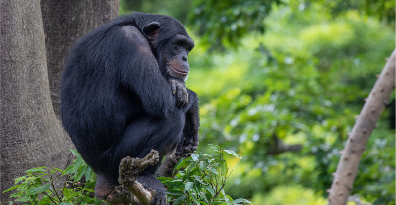 チンパンジーの写真